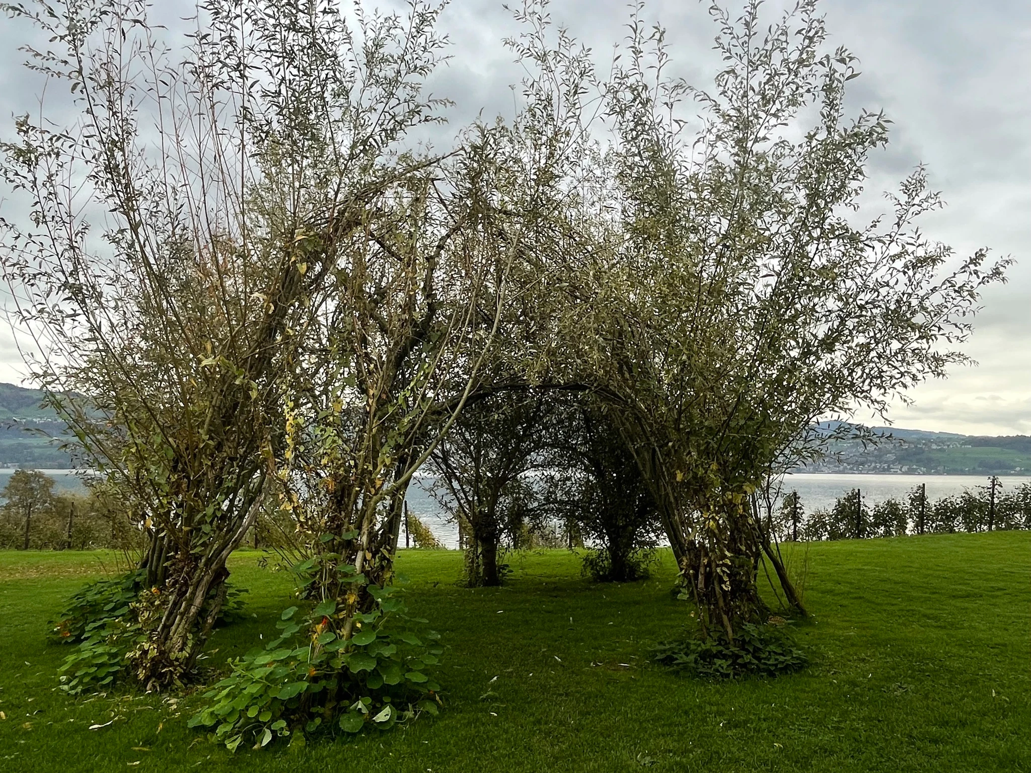 Dome of trees in the garden of Moschti Stäfa with Lake Zurich in the background, reference photo for the live wedding painting